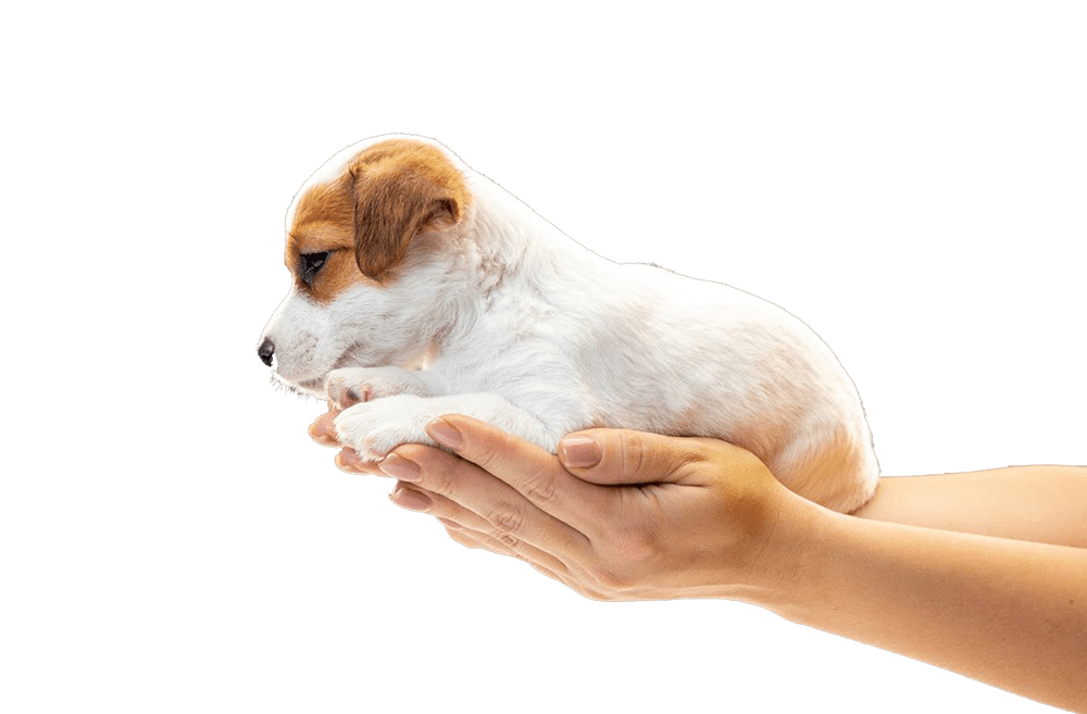 Montepelosi Adozioni