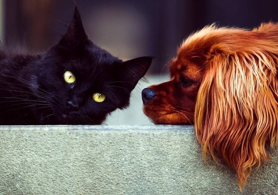 6 CONSIGLI PER AIUTARE IL TUO CANE O GATTO A COMBATTERE IL CALDO